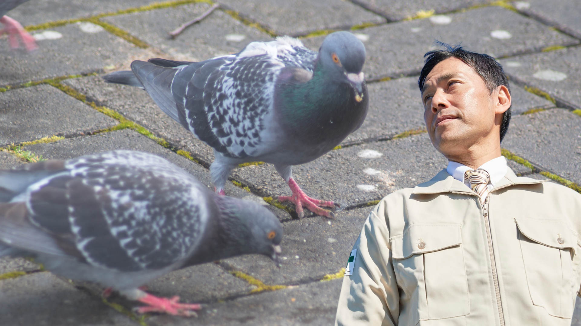 鳩被害のイメージ